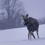 Czarny Kot Mazury Dom Caloroczny * Malkinie