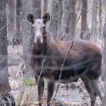 Czarny Kot Mazury Dom Caloroczny