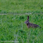 Tatil Evi Czarny Kot Mazury Dom Caloroczny Malkinie
