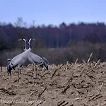 Czarny Kot Mazury Dom Caloroczny Malkinie