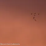 Czarny Kot Mazury Dom Caloroczny Malkinie