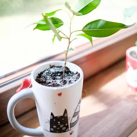 Дом отдыха Czarny Kot Mazury Dom Caloroczny