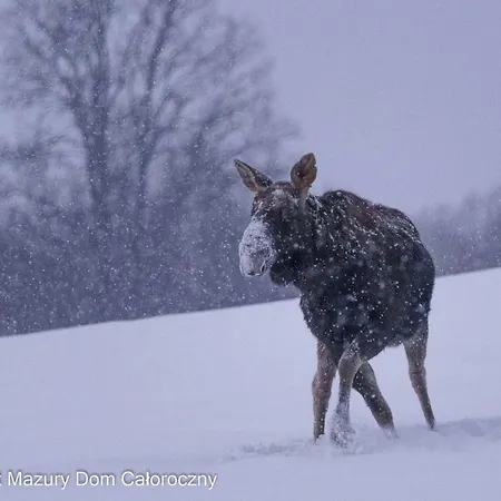 Czarny Kot Mazury Dom Caloroczny * Malkinie
