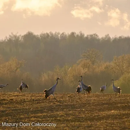 Czarny Kot Mazury Dom Caloroczny * Malkinie