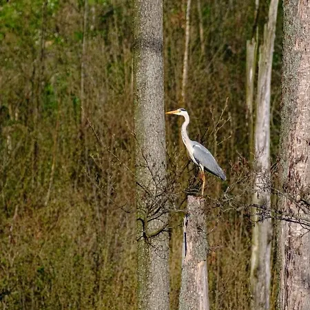 Czarny Kot Mazury Dom Caloroczny Дом отдыха *