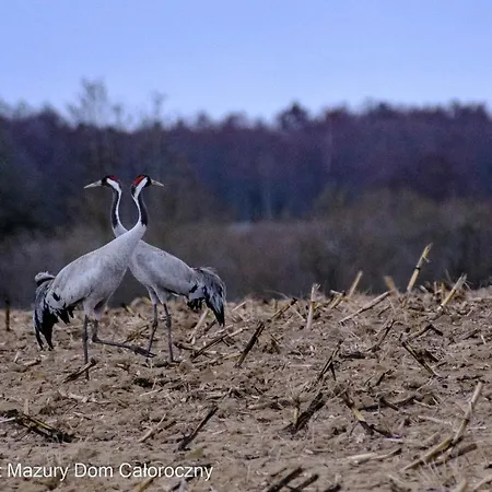 Czarny Kot Mazury Dom Caloroczny Malkinie