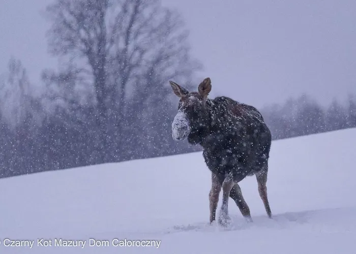 Czarny Kot Mazury Dom Caloroczny * Malkinie