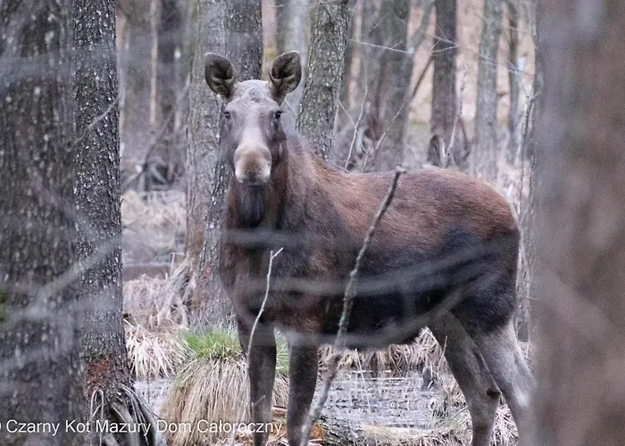 Czarny Kot Mazury Dom Caloroczny
