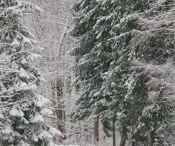 Czarny Kot Mazury Dom Caloroczny