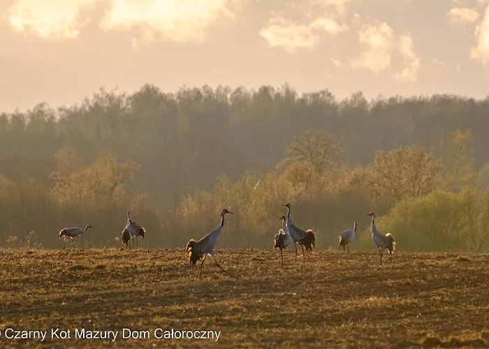Czarny Kot Mazury Dom Caloroczny * Malkinie