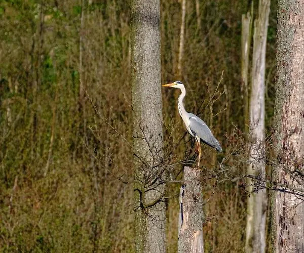 Czarny Kot Mazury Dom Caloroczny Holiday home *