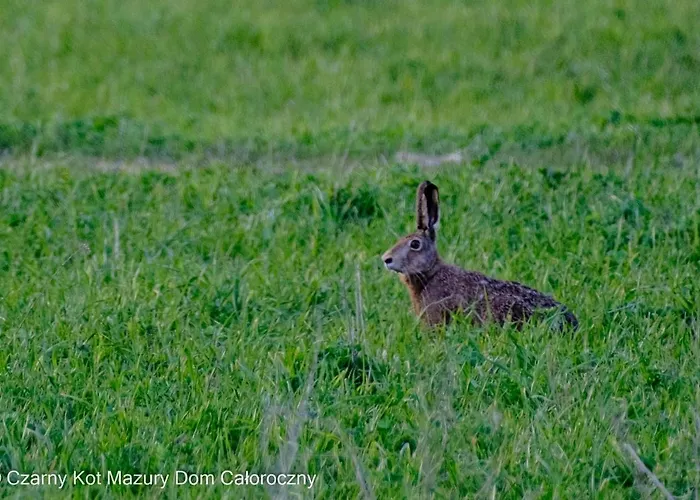 Holiday home Czarny Kot Mazury Dom Caloroczny Malkinie