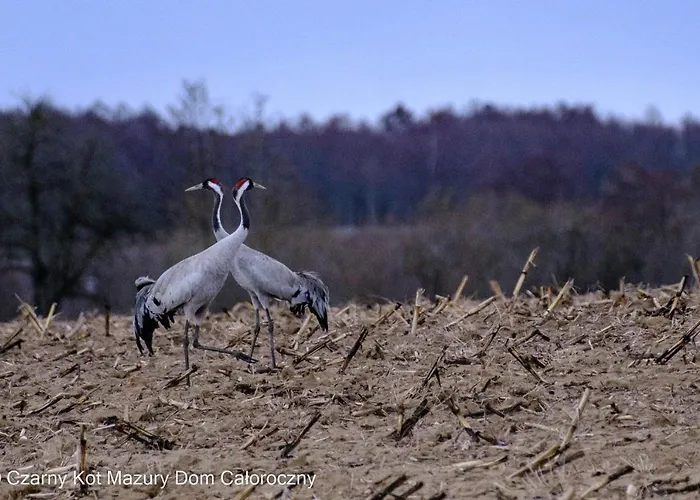 Czarny Kot Mazury Dom Caloroczny Malkinie