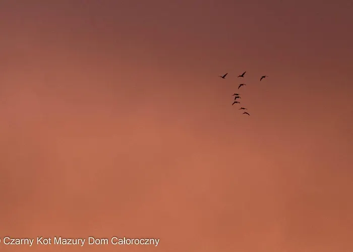 Czarny Kot Mazury Dom Caloroczny Malkinie